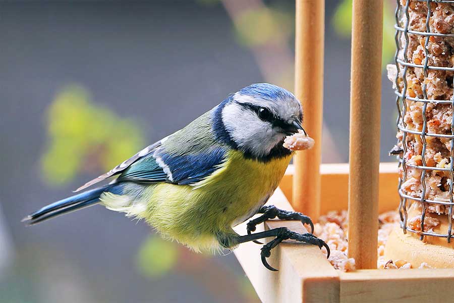 Blue Tit feeding from a bird table in a garden